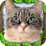 Stray Cat Simulator v1.0