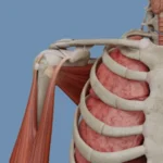 VOKA 3D Anatomy and Physiology VOKA 3D Anatomy and Physiology v7.4.1